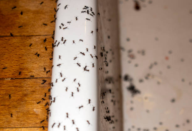 Bird Control in West Glens Falls, NY