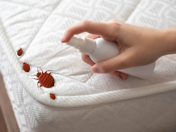 Professional Pest Control in West Glens Falls, NY