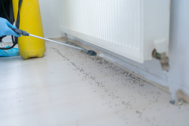 Wasp Removal Services in West Glens Falls, NY