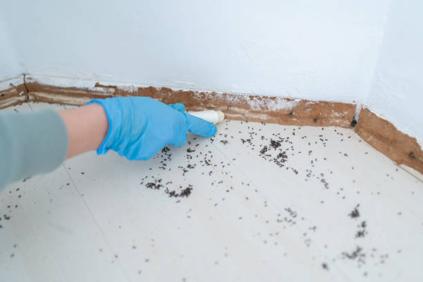Pest Prevention Services in West Glens Falls, NY